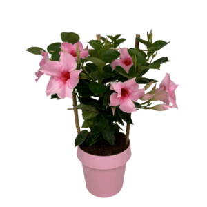 Mandevilla Cream Pink