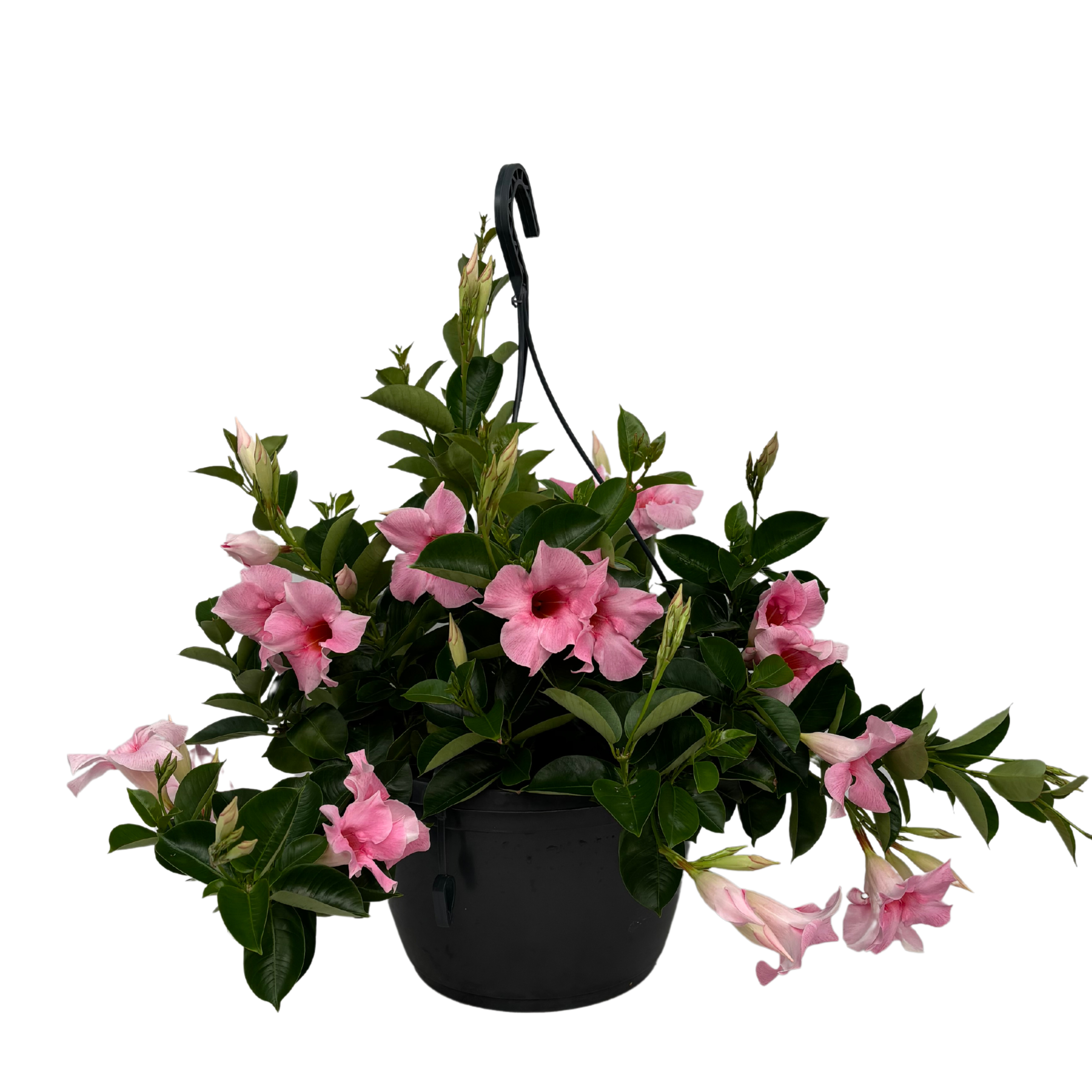 Mandevilla Cream Pink Hangpot