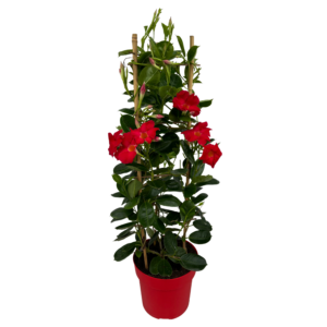 Mandevilla Early Scarlet Tower Large