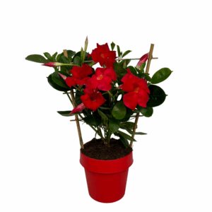 Mandevilla Sundaville Early Scarlet
