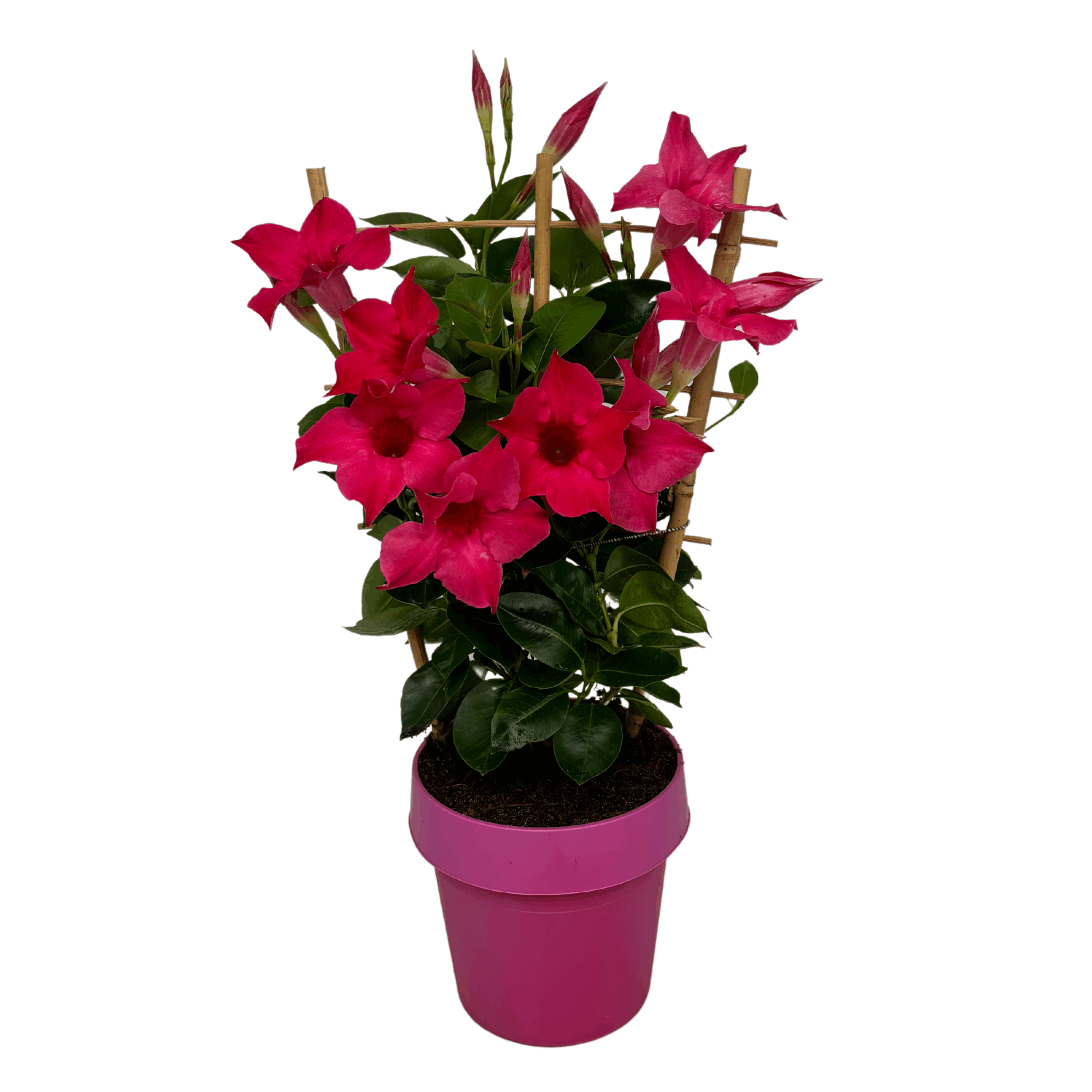 Mandevilla Sundaville roze Potmaat 14 cm