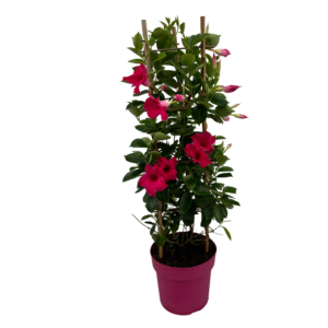 Mandevilla Pink Tower Large