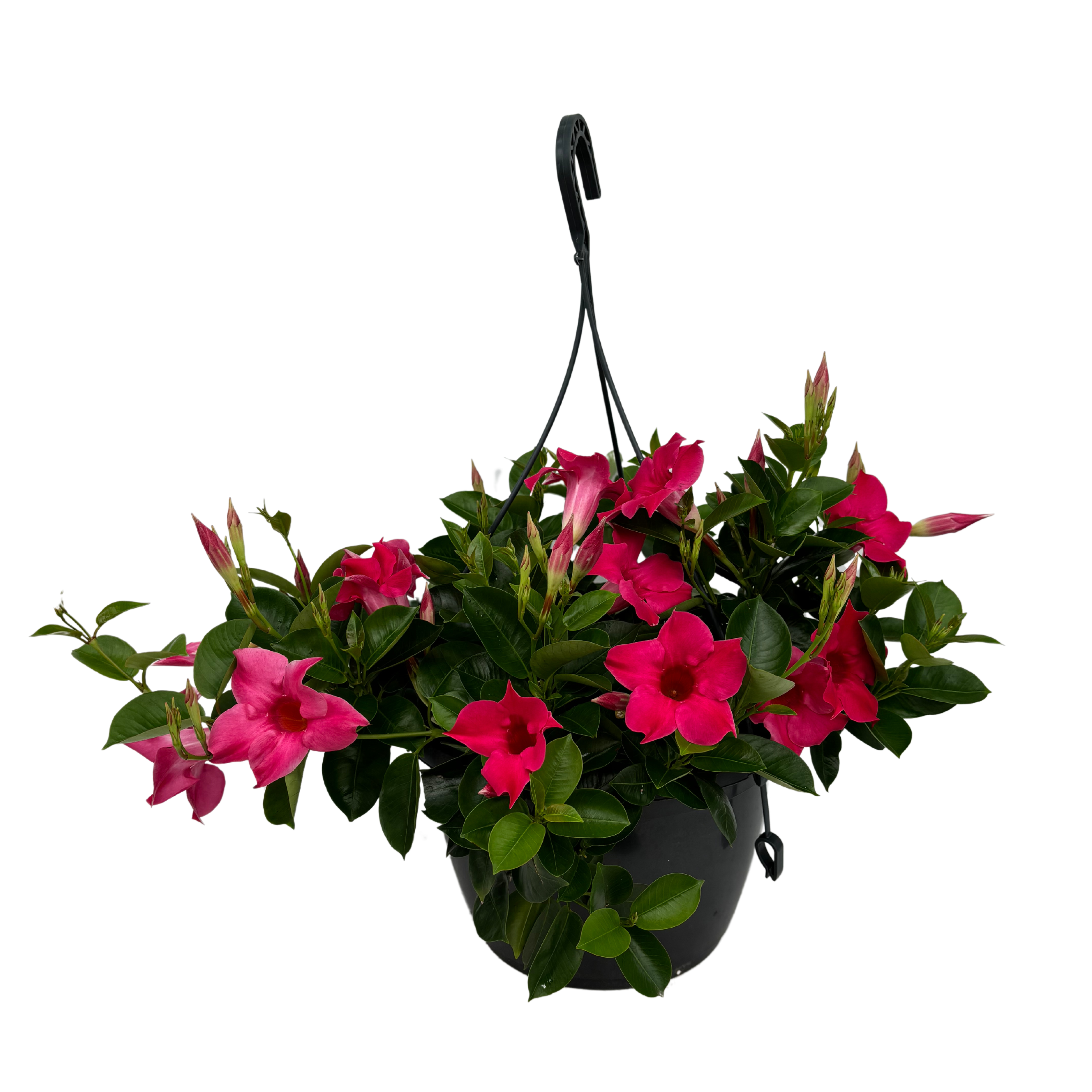 Mandevilla Pink Hangpot