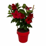 dipladenia Red