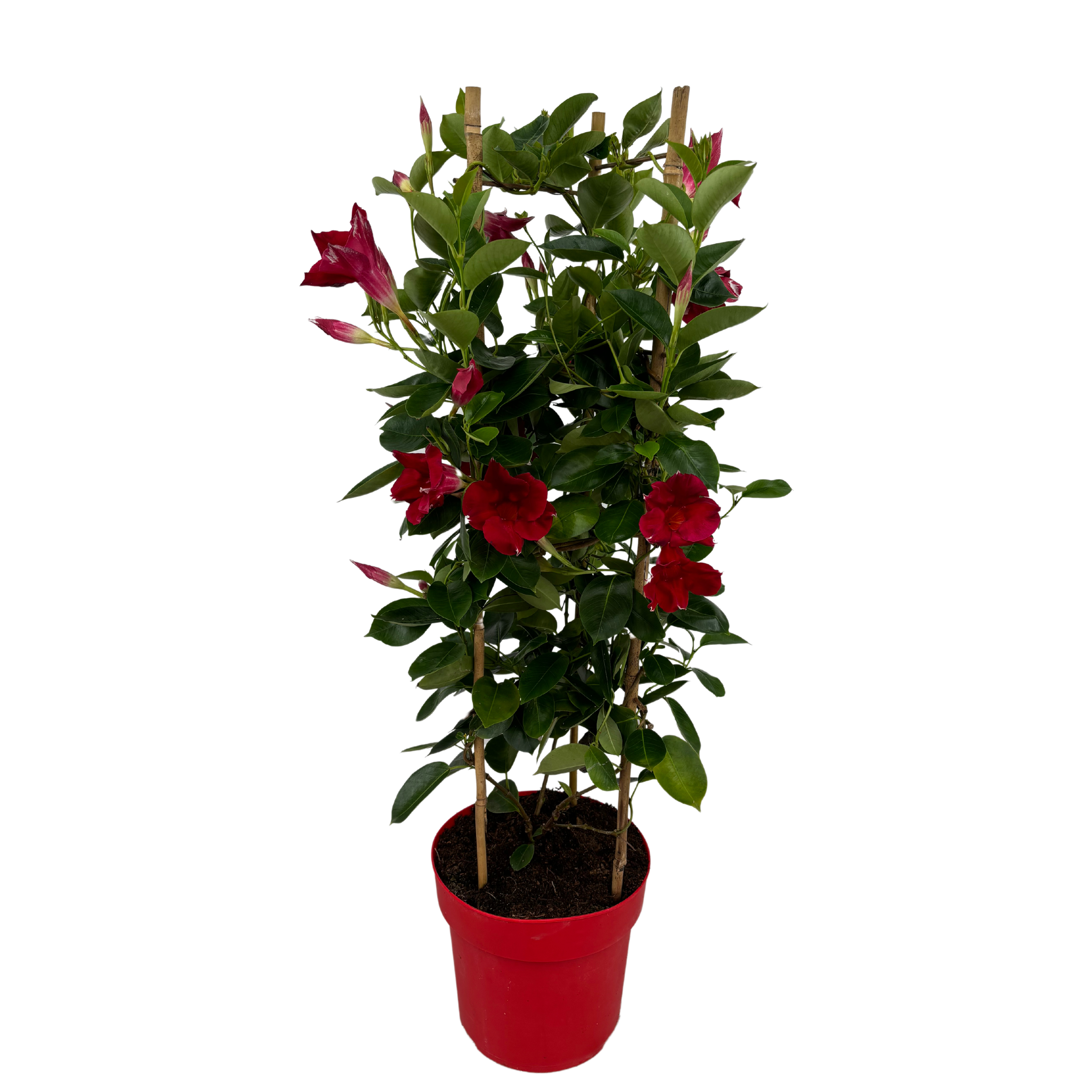 Mandevilla Red Tower Large