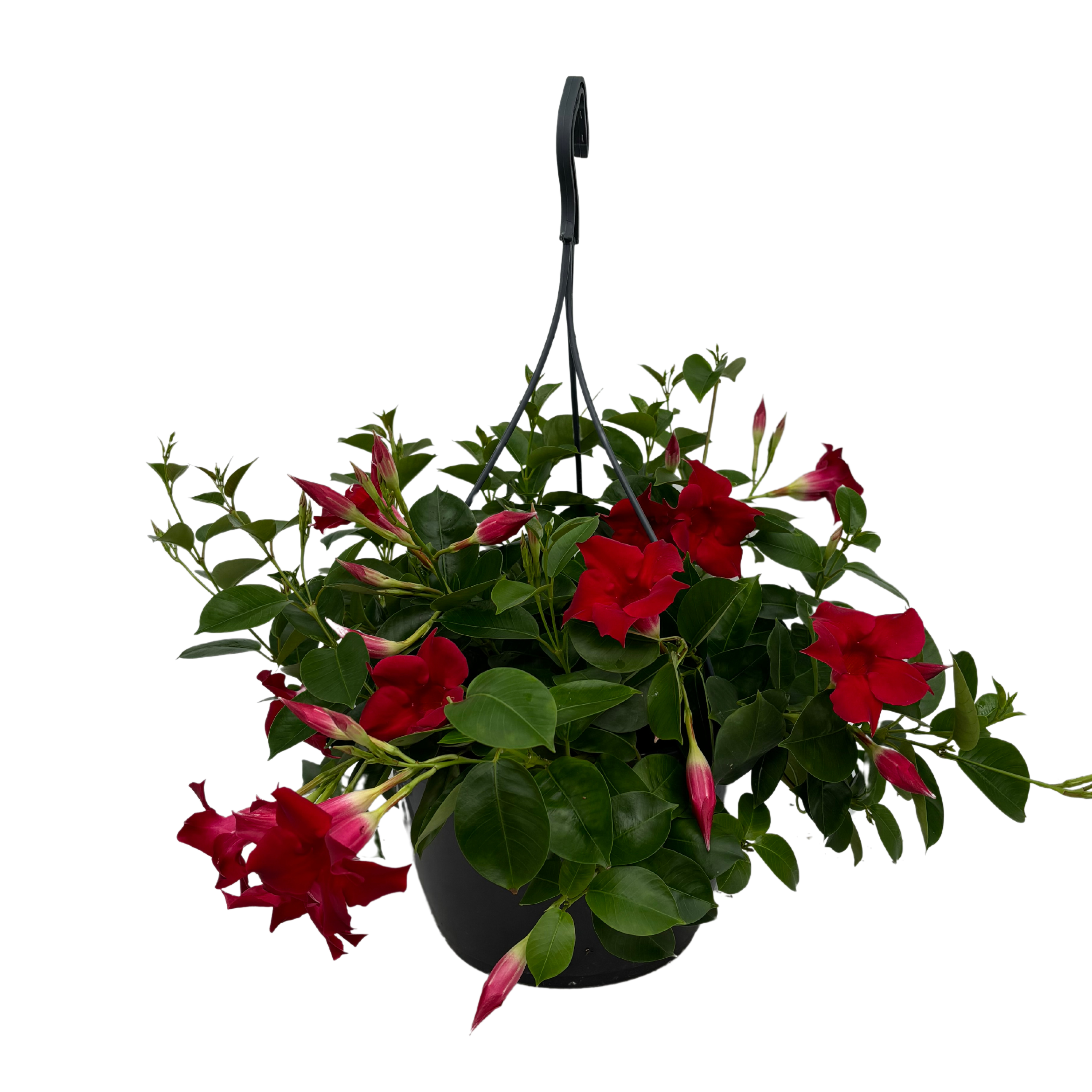 Mandevilla Red Hangpot