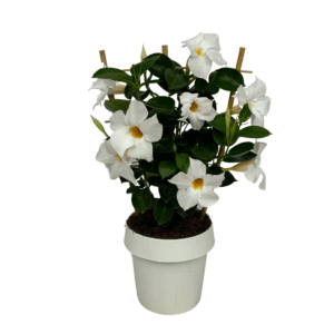 Madevilla Sundaville White