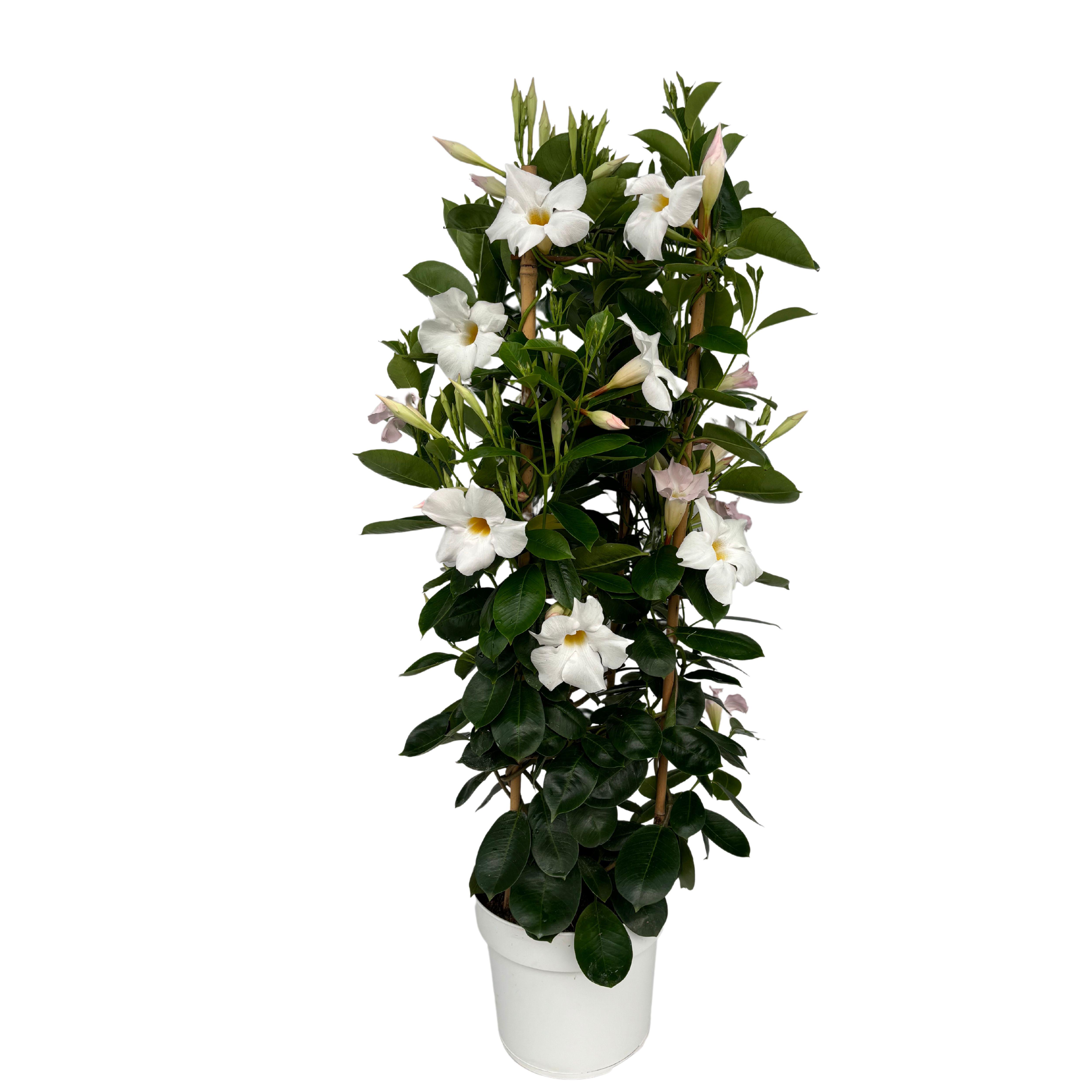 Mandevilla White Tower Large