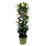 Dipladenia White Tower XL