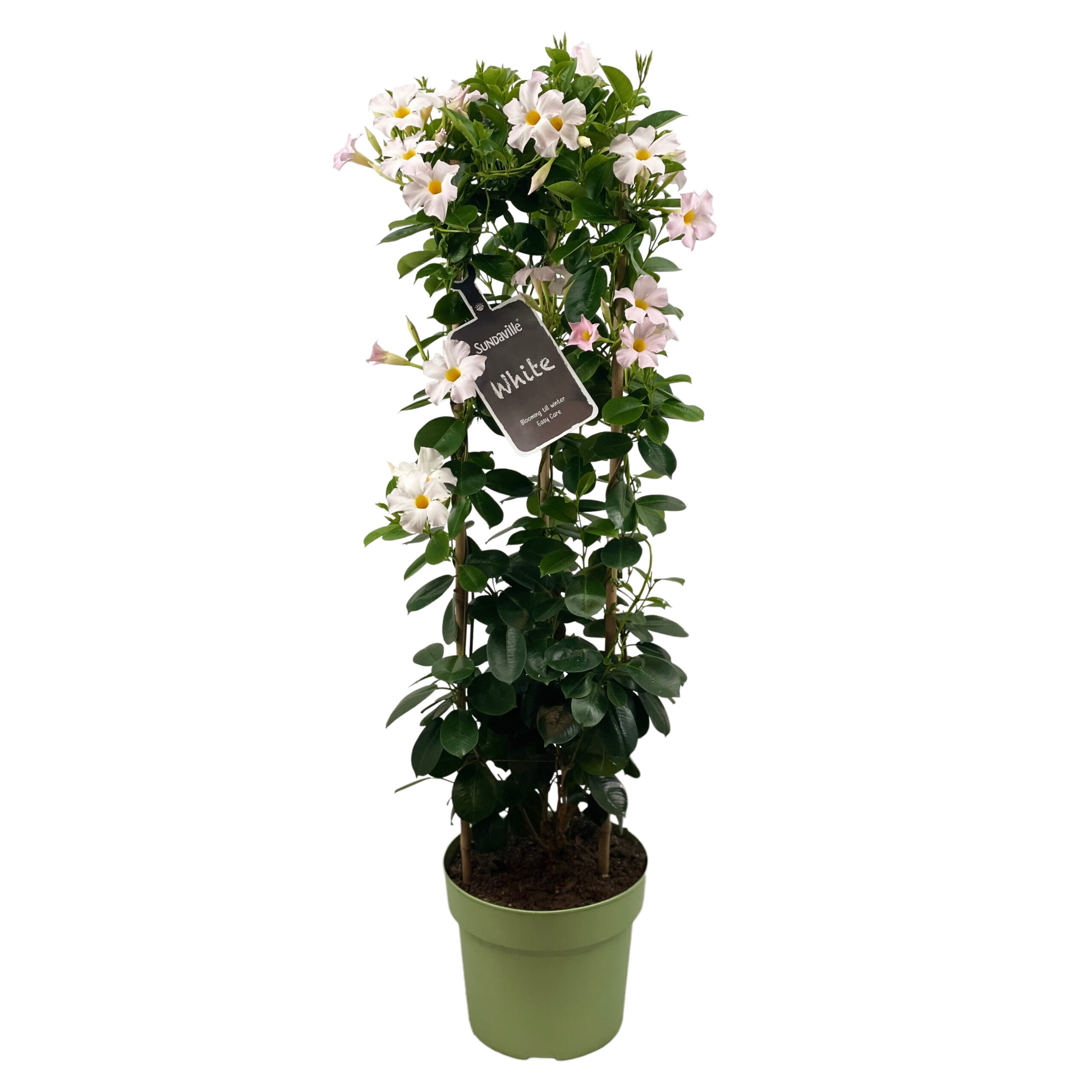 Mandevilla White Tower XL
