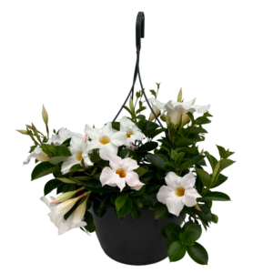 Mandevilla White Hangpot