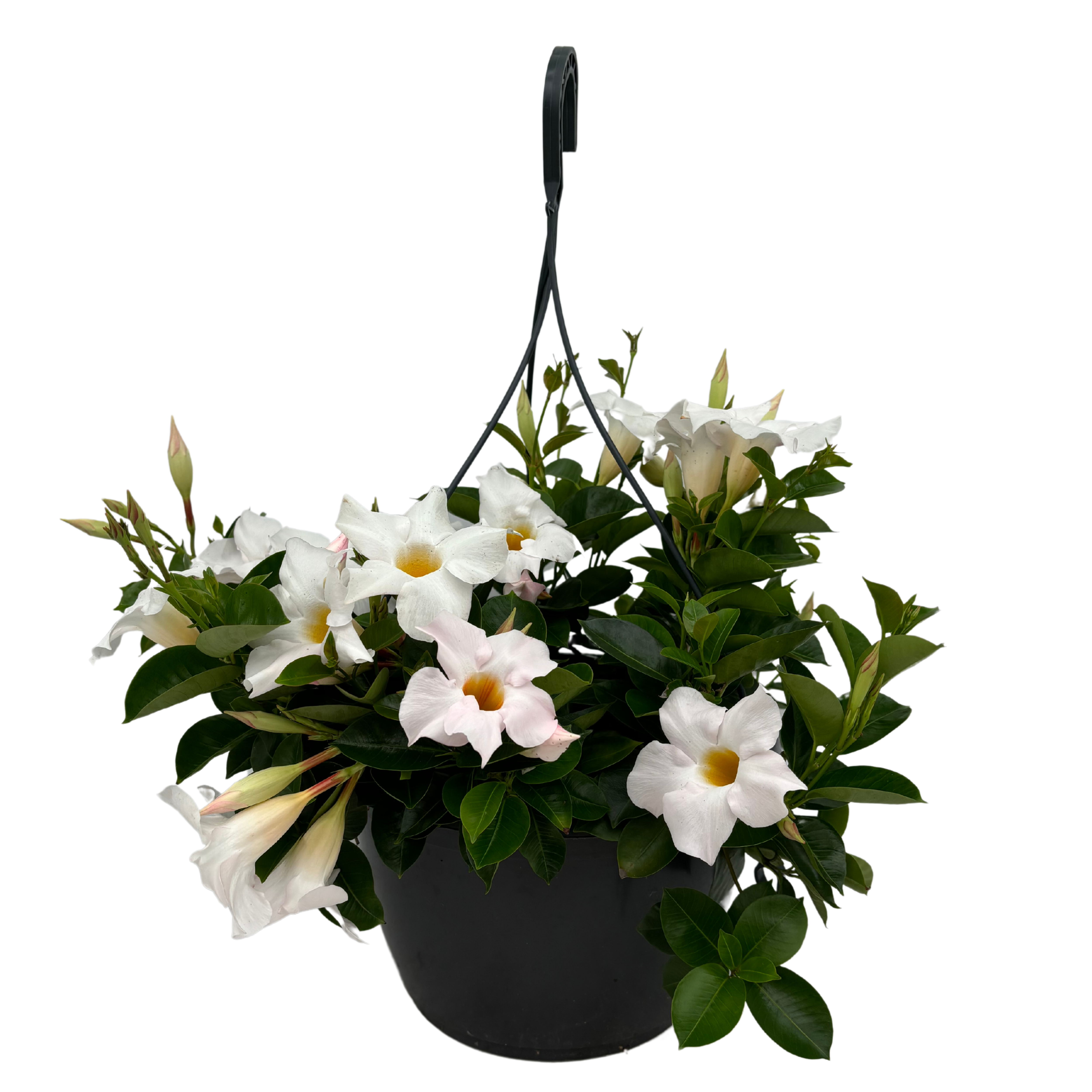 Mandevilla White Hangpot