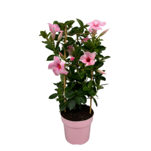 Mandevilla Cream Pink Tower