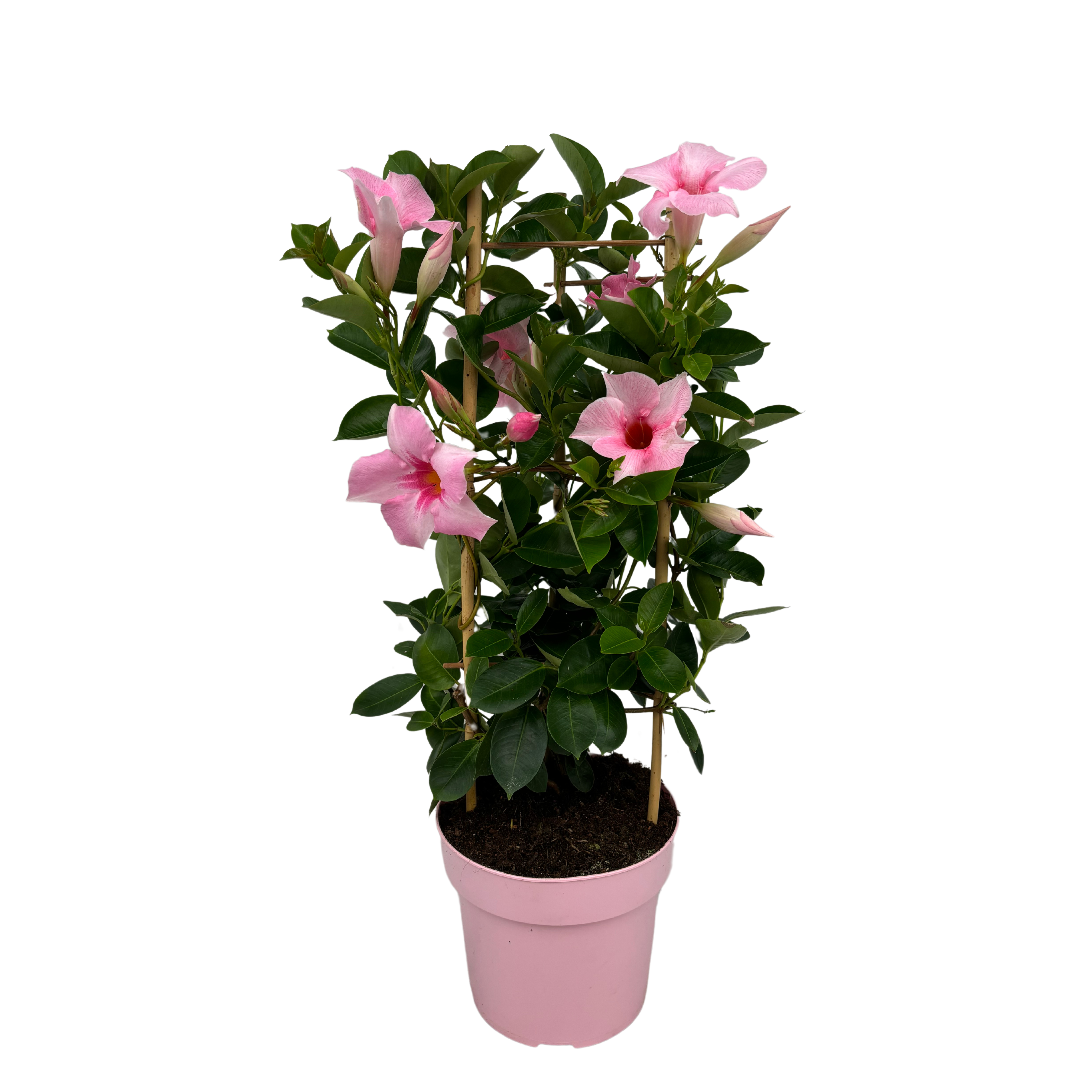 Mandevilla Cream Pink Tower