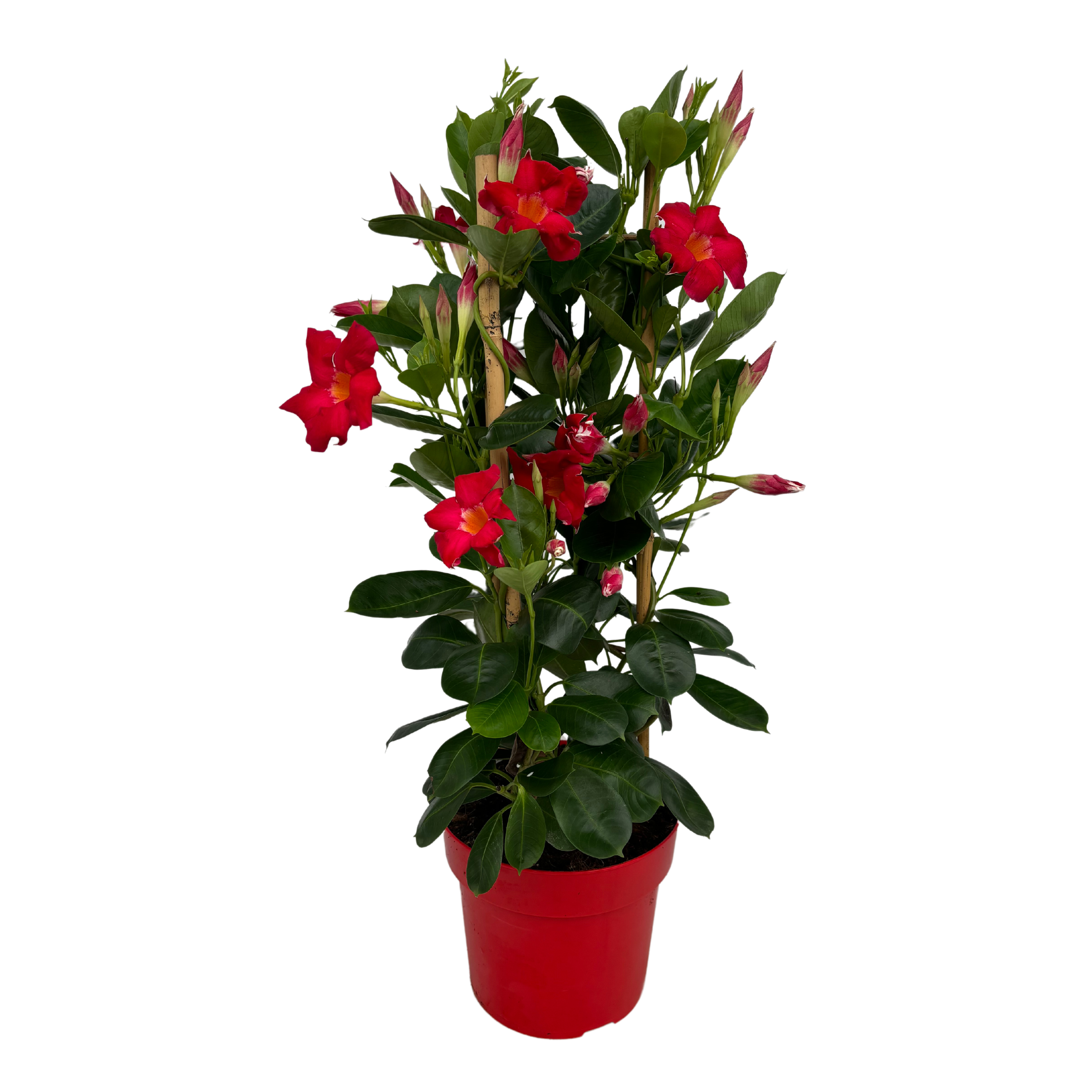 Mandevilla Early Scarlet Tower