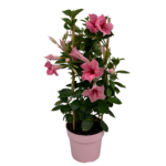 Mandevilla Flamingo Tower