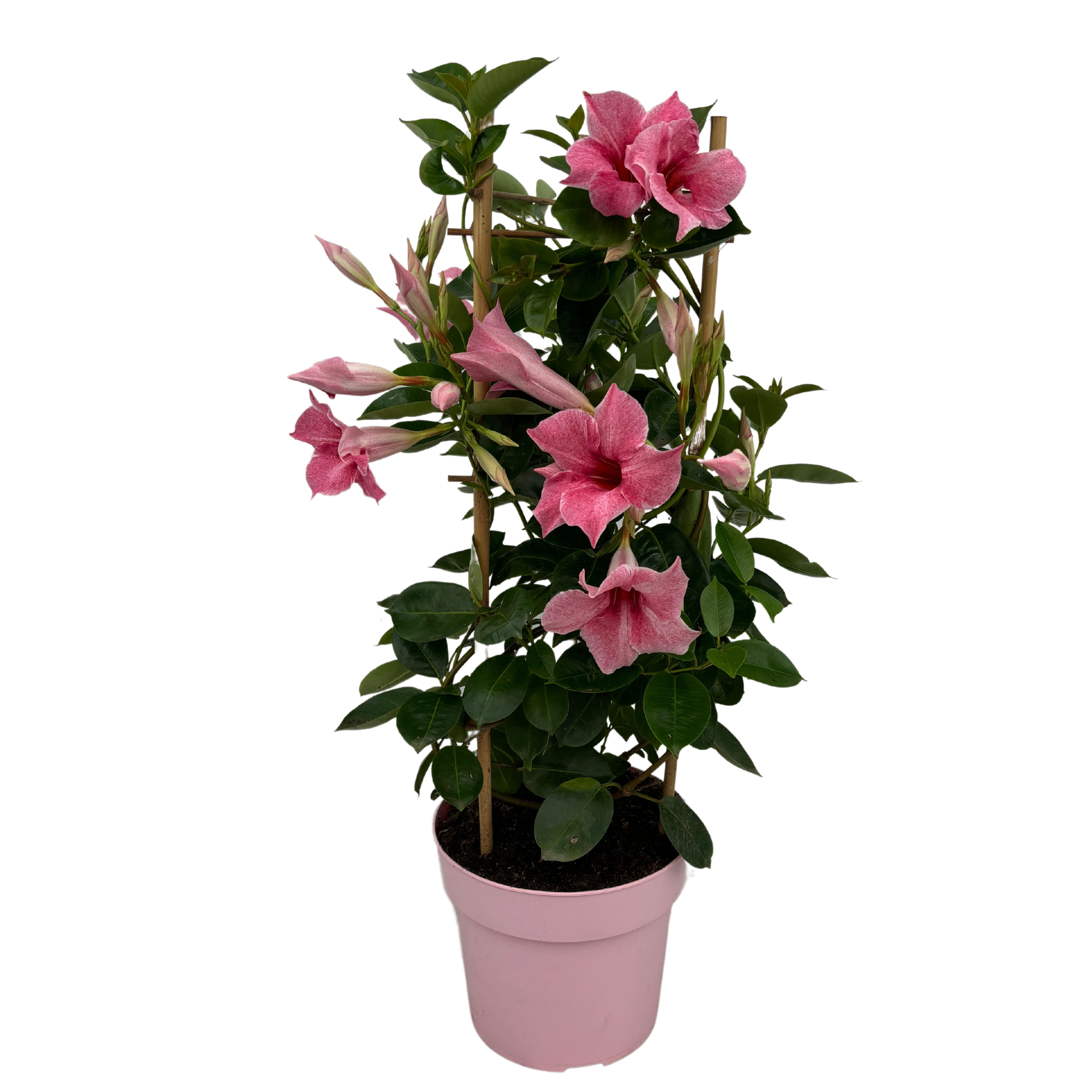 Mandevilla Flamingo Tower
