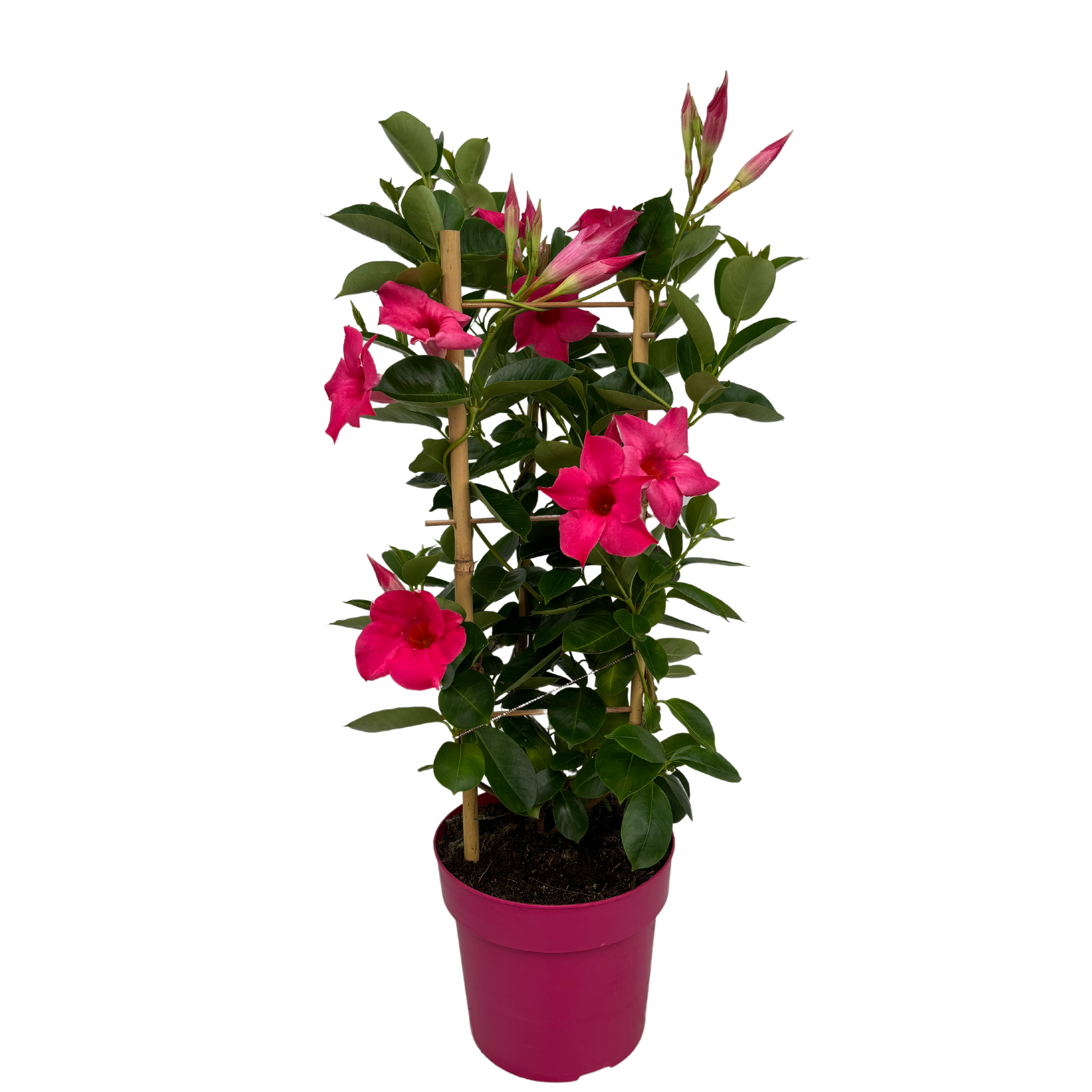 Mandevilla Pink Tower