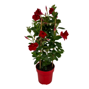 Mandevilla Red Tower
