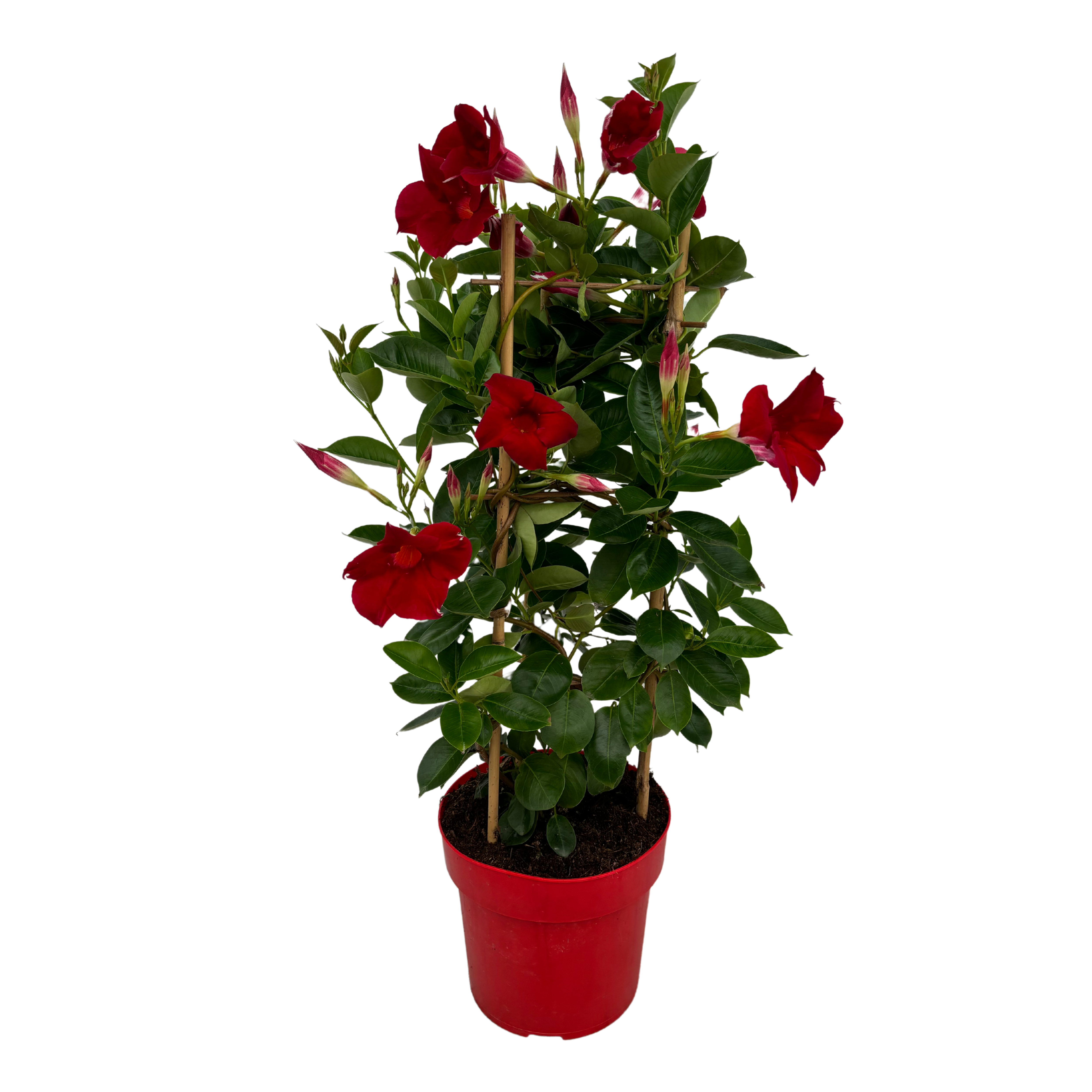 Mandevilla Red Tower