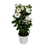 Mandevilla White Tower