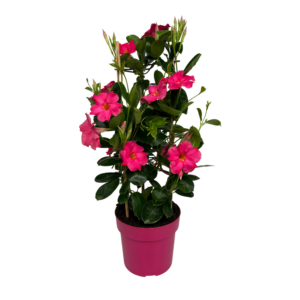 Mandevilla Early Pink Tower