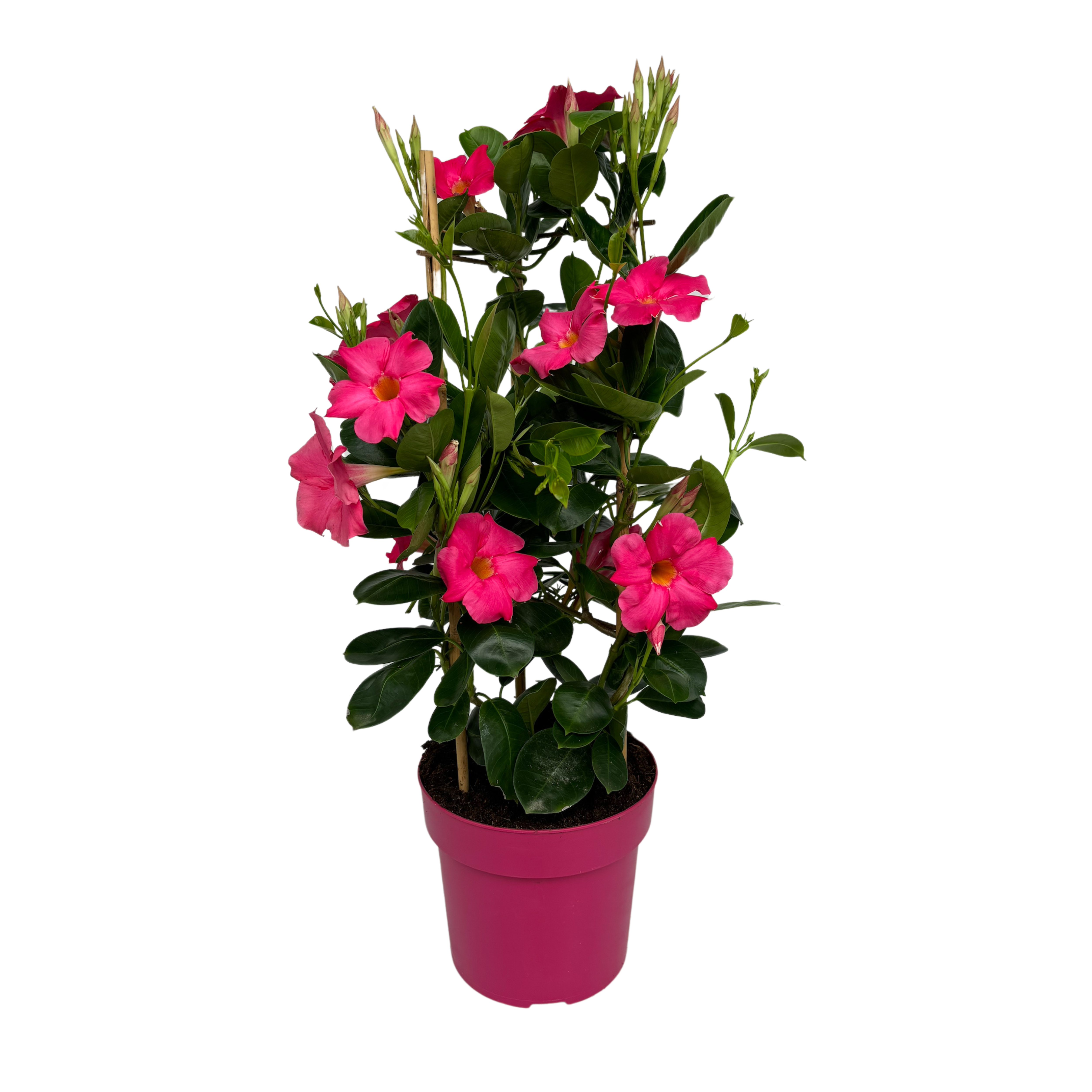 Mandevilla Early Pink Tower