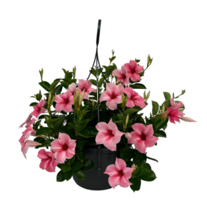 Mandevilla Flamingo Hangpot
