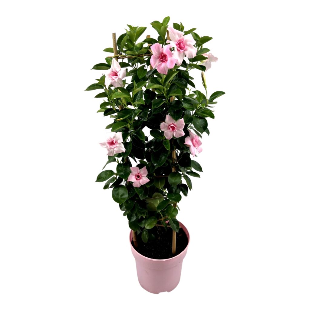 Mandevilla Double Blush Pink Tower Large
