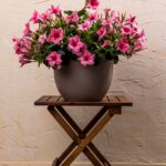 Leuchtend rosa Mandevilla in einem hübschen runden Ziertopf