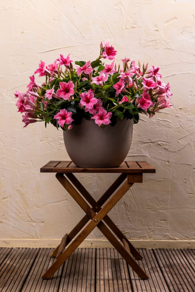 Mandevilla rose vif dans un joli pot d'ornement rond