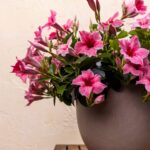 Taupefarbener Ziertopf mit Mandevillas. Leuchtend rosa Blüten.