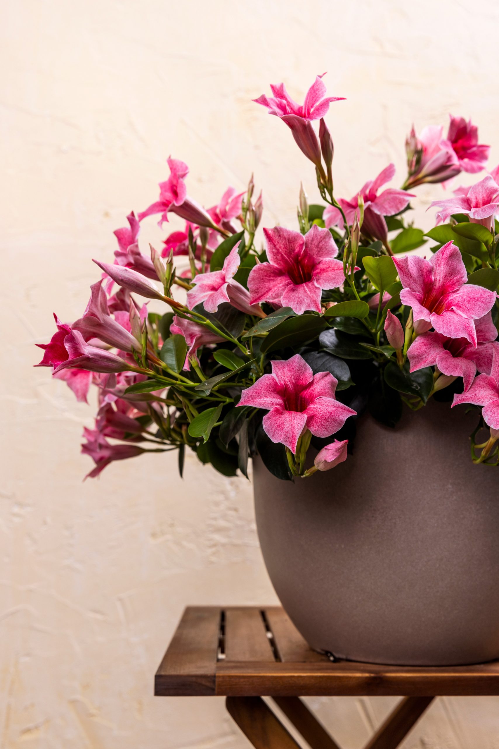 Taupefarbener Ziertopf mit Mandevillas. Leuchtend rosa Blüten.