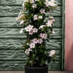 Grote lichtroze Mandevilla in ronde donkere plantenbak