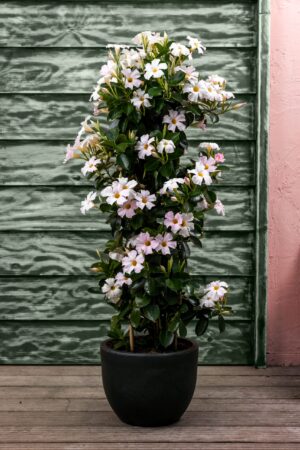 Grote lichtroze Mandevilla in ronde donkere plantenbak