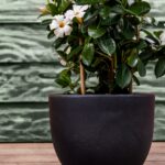 Lichtroze Mandevilla plant in ronde plantenbak