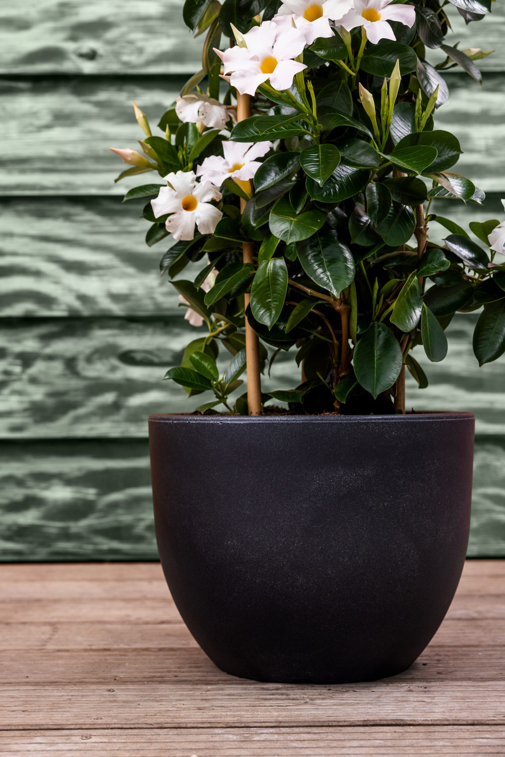 Lichtroze Mandevilla plant in ronde plantenbak