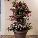 Ronde italiaanse plantenbak met dipladenia's
