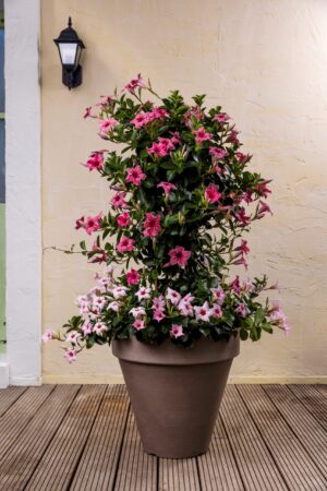 Ronde italiaanse plantenbak met dipladenia's