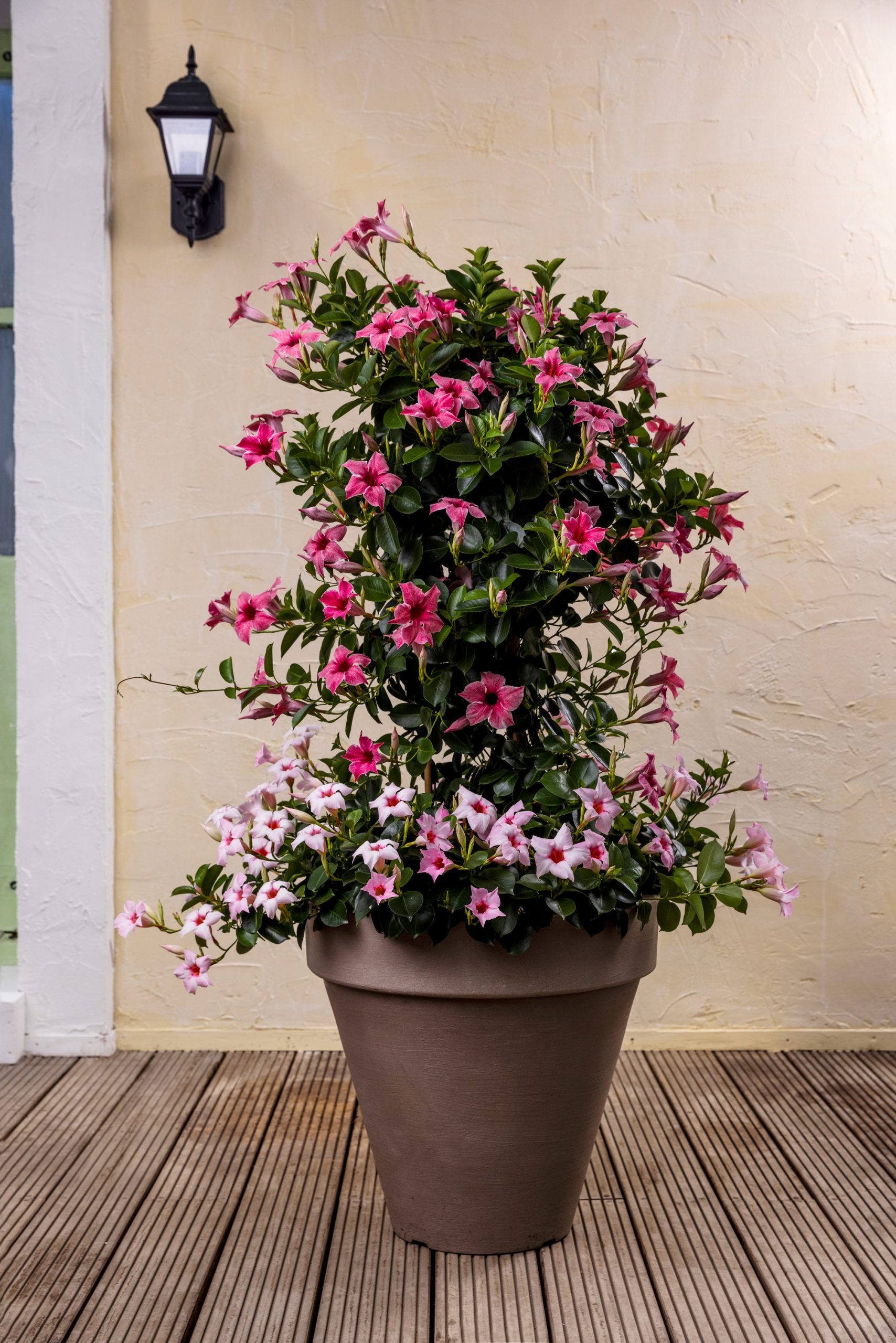 Ronde italiaanse plantenbak met dipladenia's
