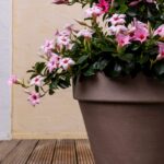 Ronde italiaanse plantenbak met roze mandevilla's