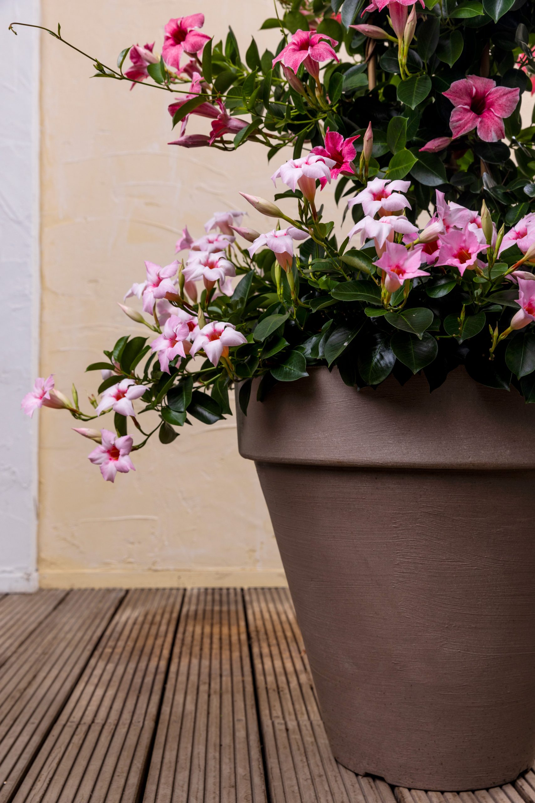 Ronde italiaanse plantenbak met roze mandevilla's