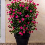 Anthracite XL round planter with bright pink Mandevillas