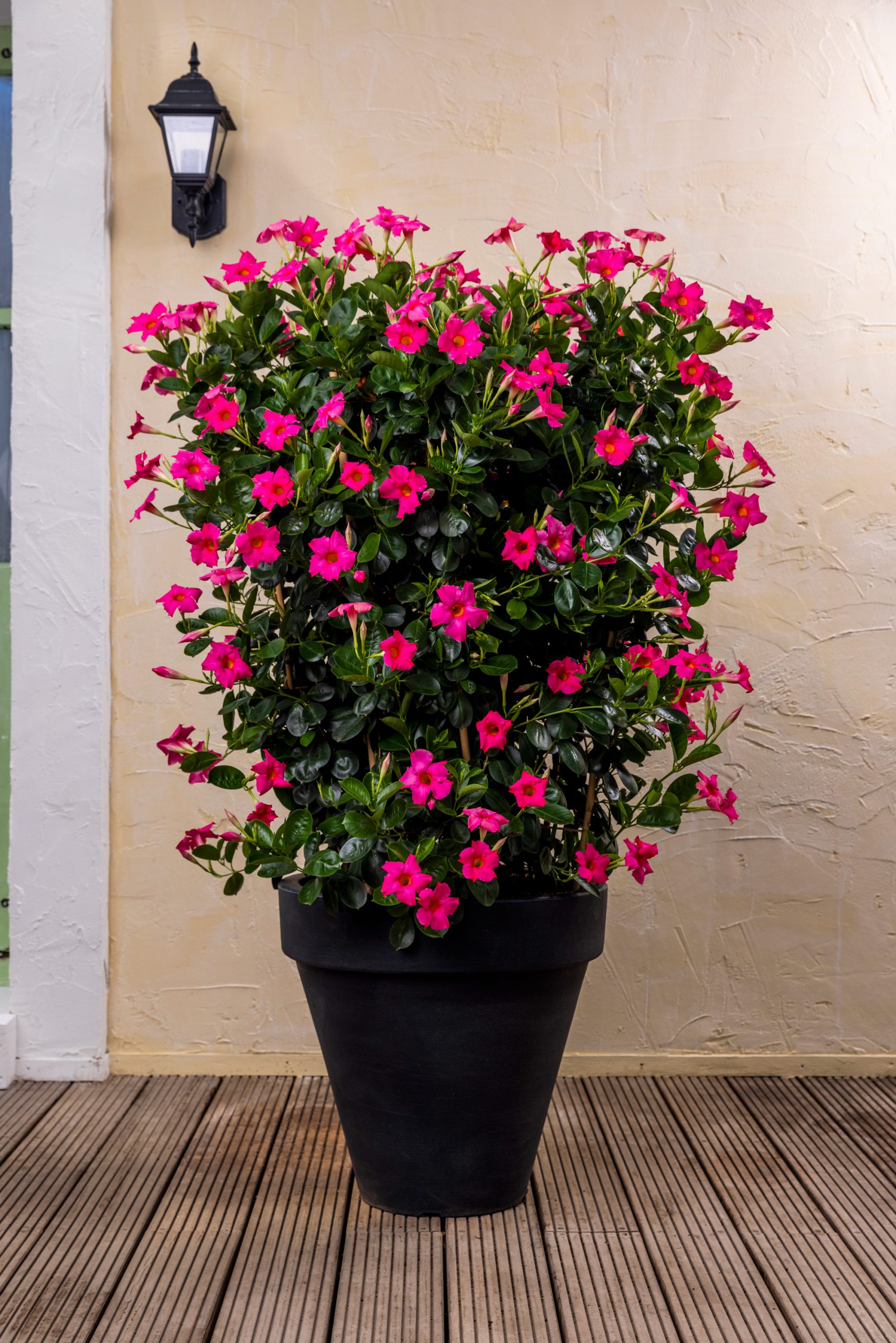 Anthracite XL round planter with bright pink Mandevillas