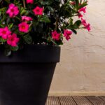 Antraciete XL ronde plantenbak met roze Dipladenia's