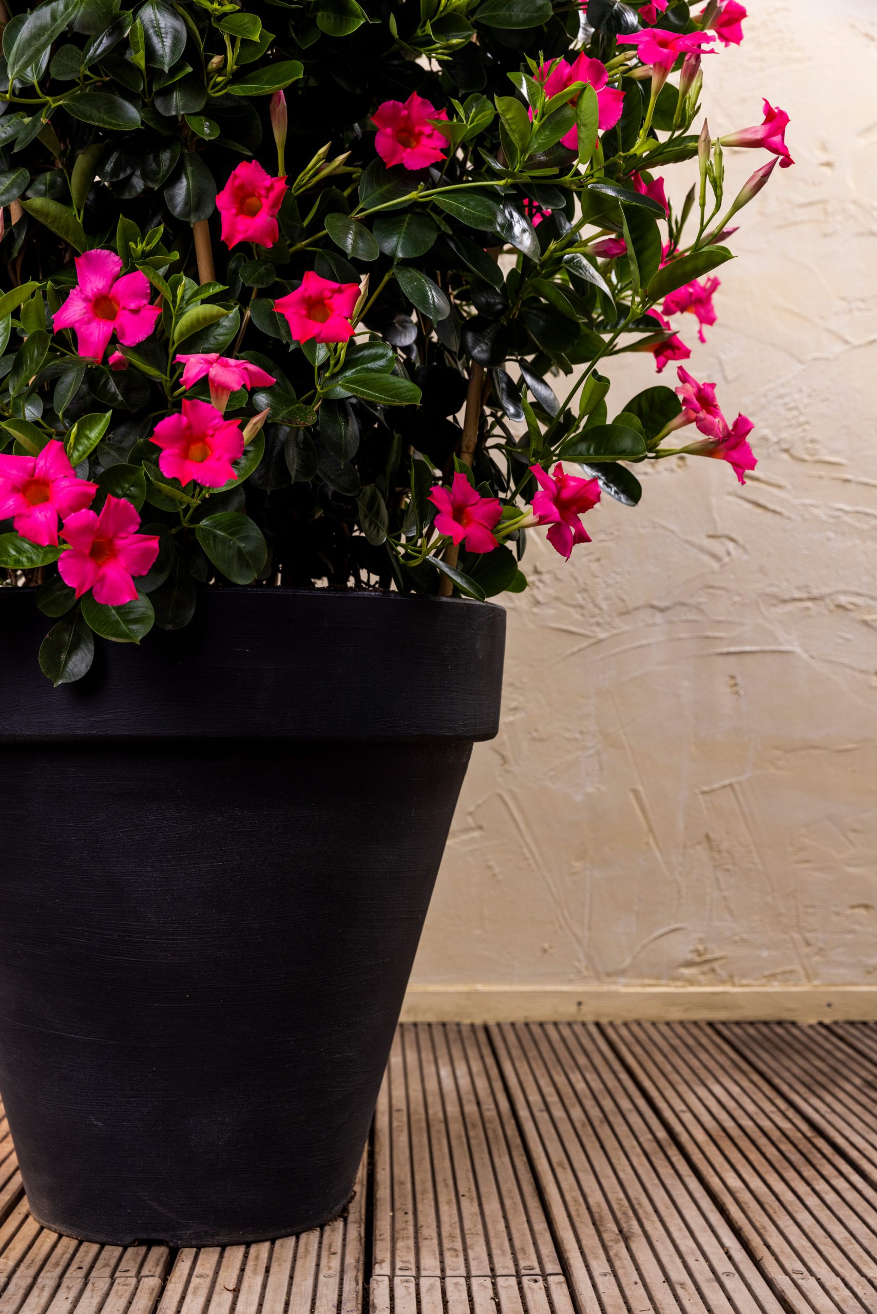 Antraciete XL ronde plantenbak met roze Dipladenia's