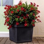 Italiaanse plantenbak. Vierkante, donkergrijze pot voor Mandevilla's