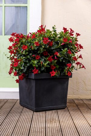 Italiaanse plantenbak. Vierkante, donkergrijze pot voor Mandevilla's