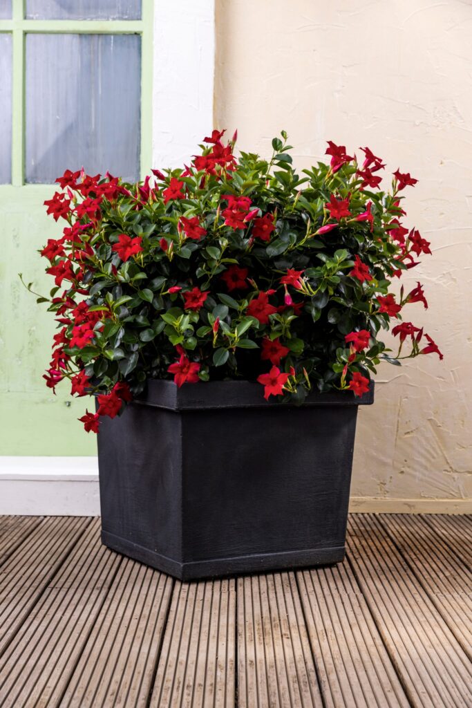 Jardinière italienne. Pot carré gris foncé pour Mandevillas