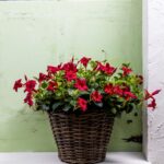 Mandevilla rouge dans un panier en rotin